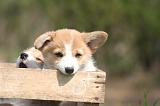 CORGI PEMBROKE 1331